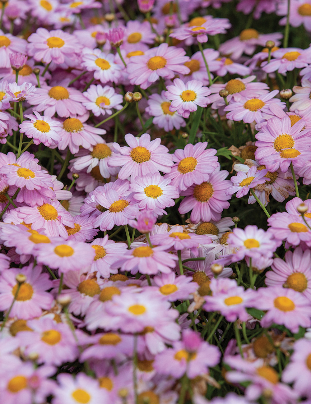 Marguerite Daisy 'Comet Pink'