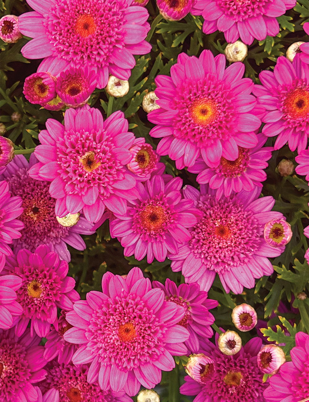 Marguerite Daisies Sassy 'Double Deep Rose'
