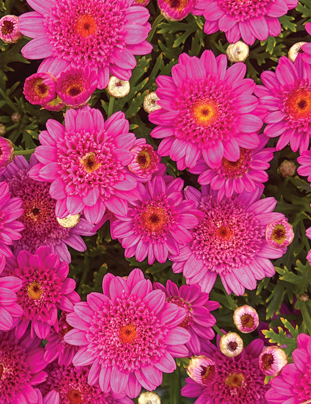 Marguerite Daisy Sassy 'Double Deep Rose'