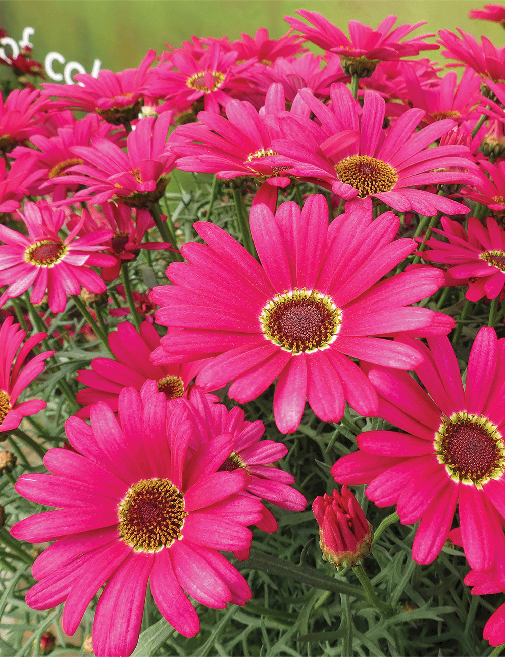 Marguerite Daisy 'Grandaisy Dark Pink'