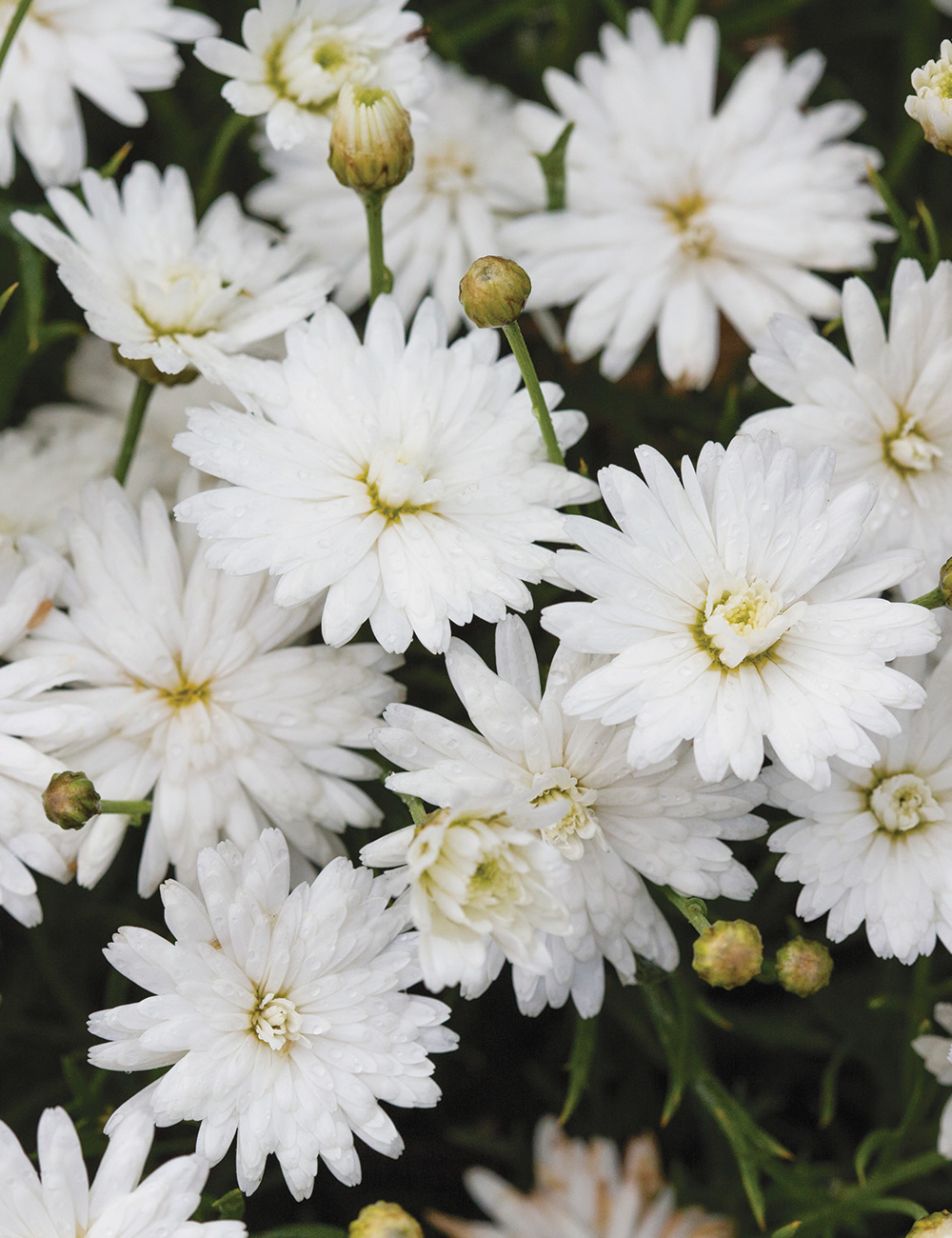 Marguerite Daisies Madeira Double White