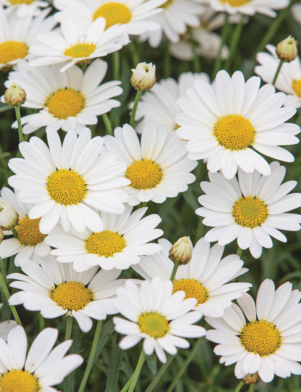 Marguerite Daisies Angelic 'Everest'