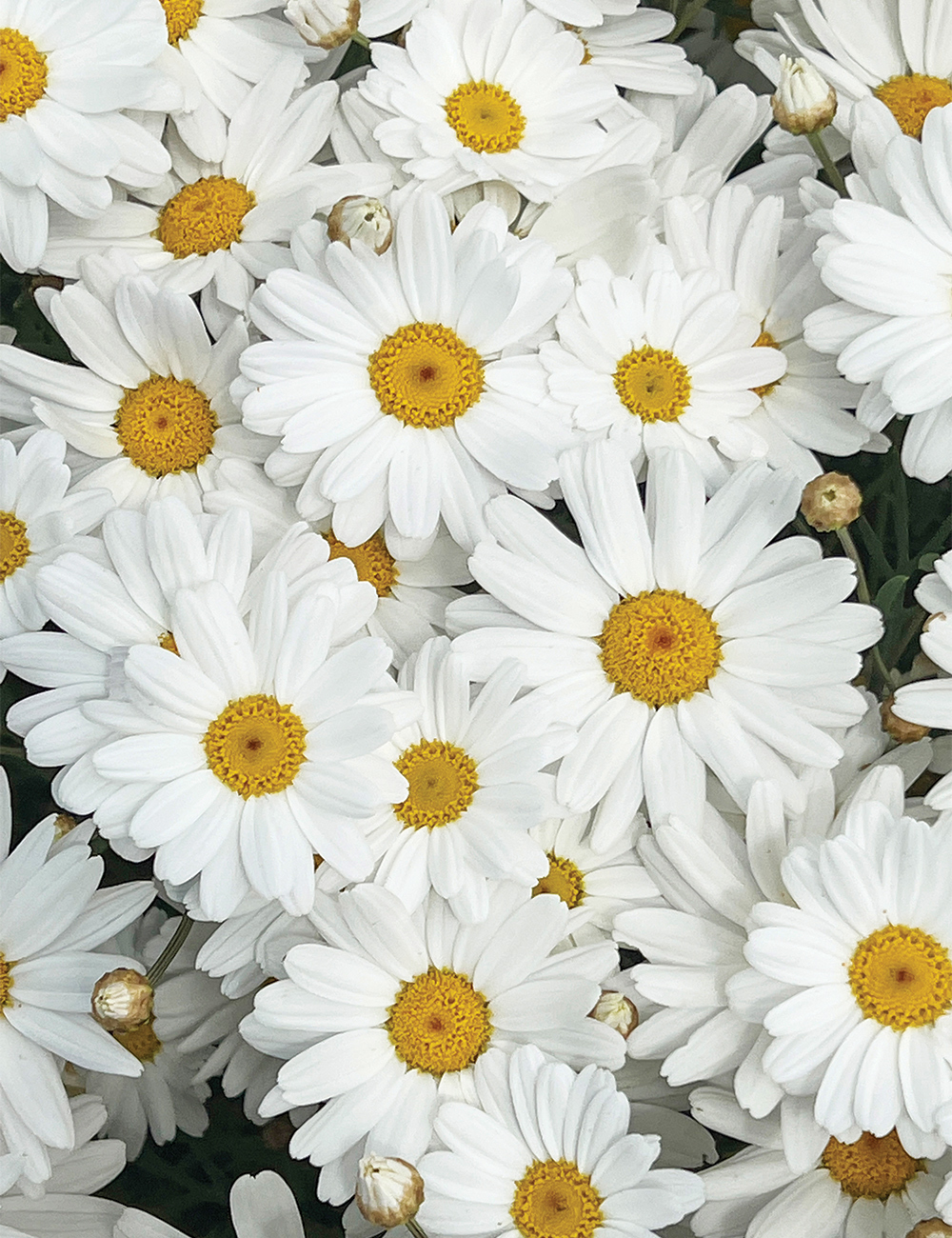 Marguerite Daisy 'Giga White'