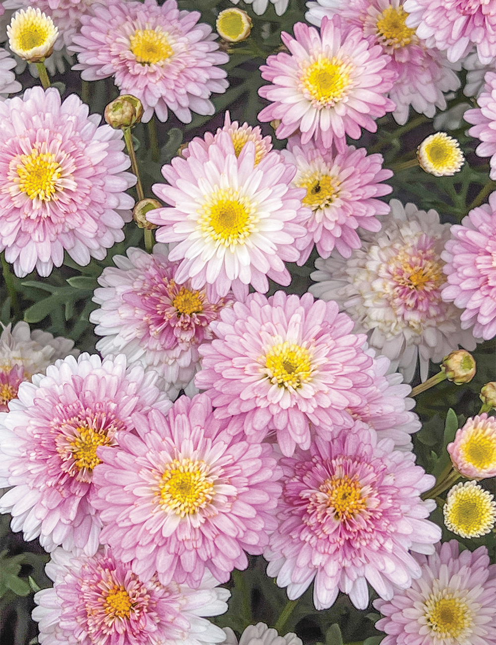 Marguerite Daisy Honeybees 'Double White Pink'
