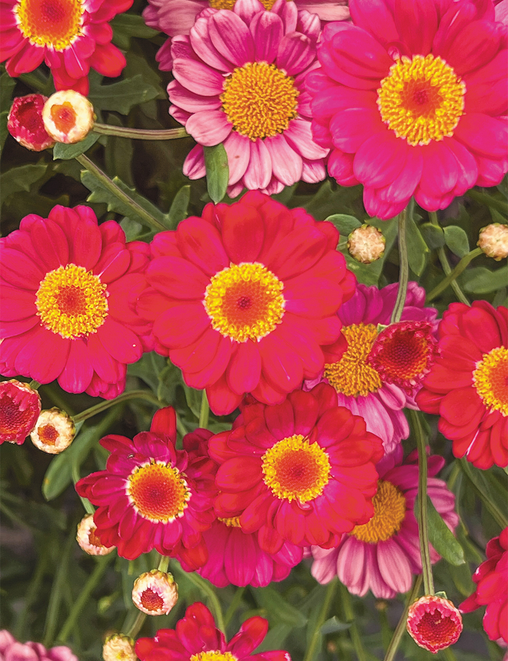 Marguerite Daisy Honeybees 'Dark Hot Red'