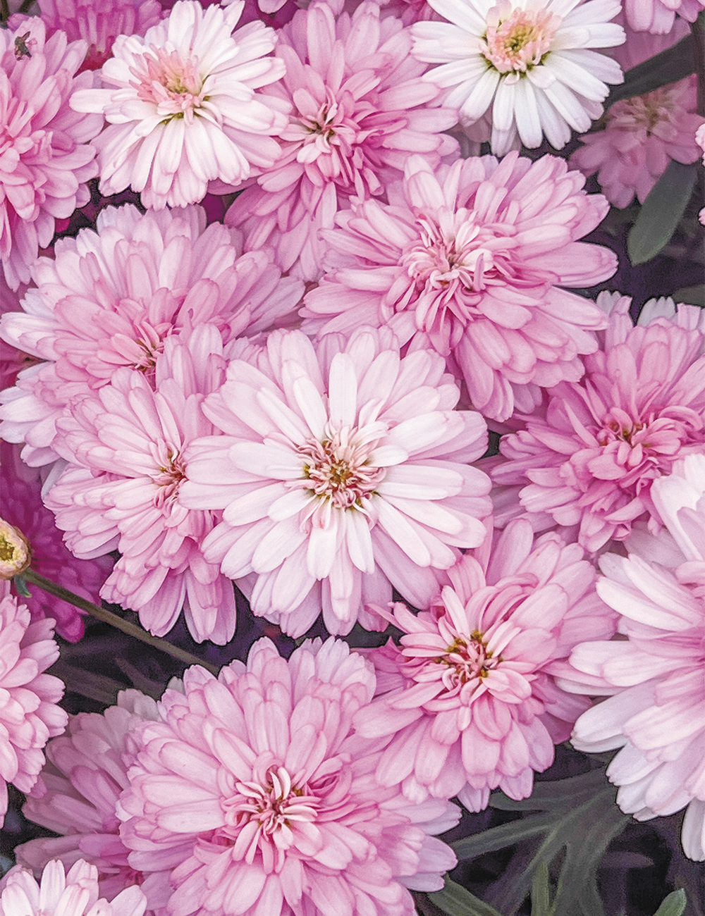 Marguerite Daisy Honeybees 'Pink Spider'