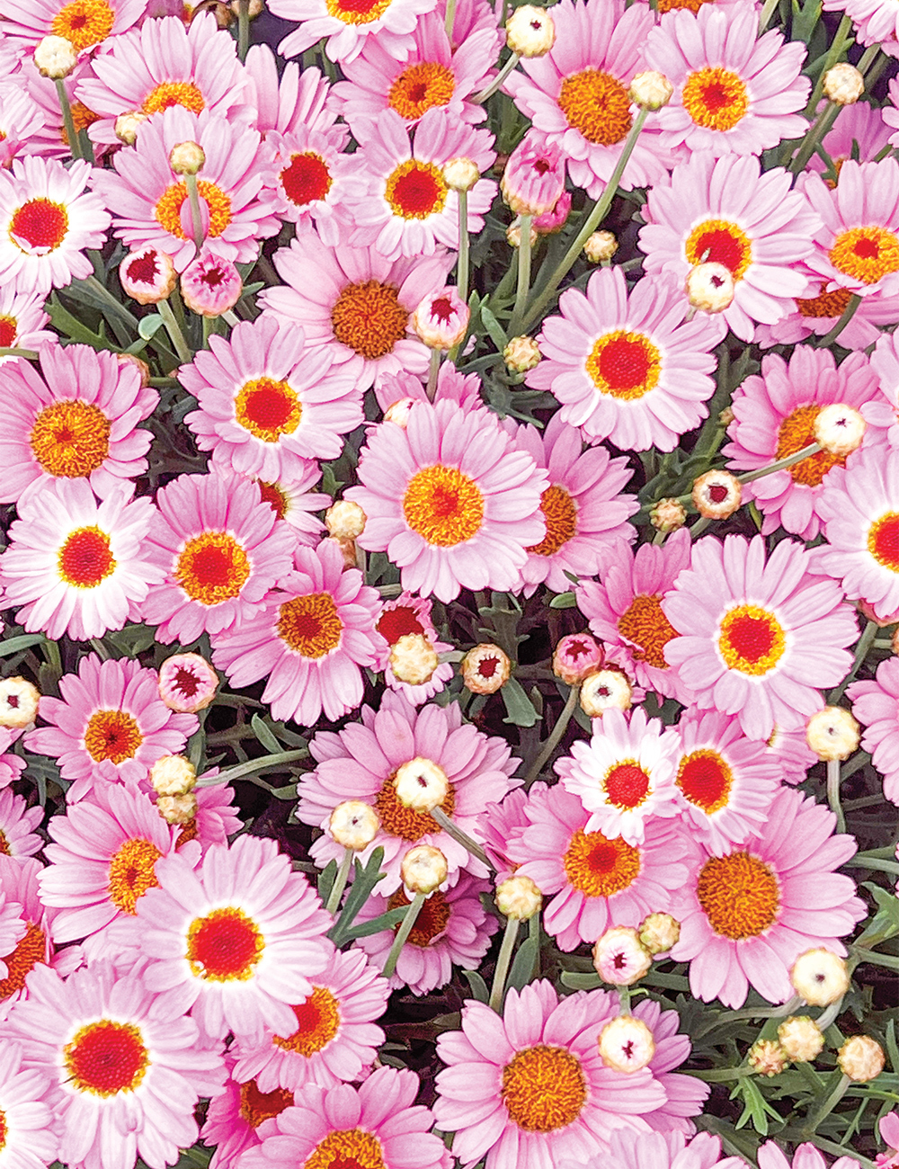 Marguerite Daisy Sassy 'Large Pink'