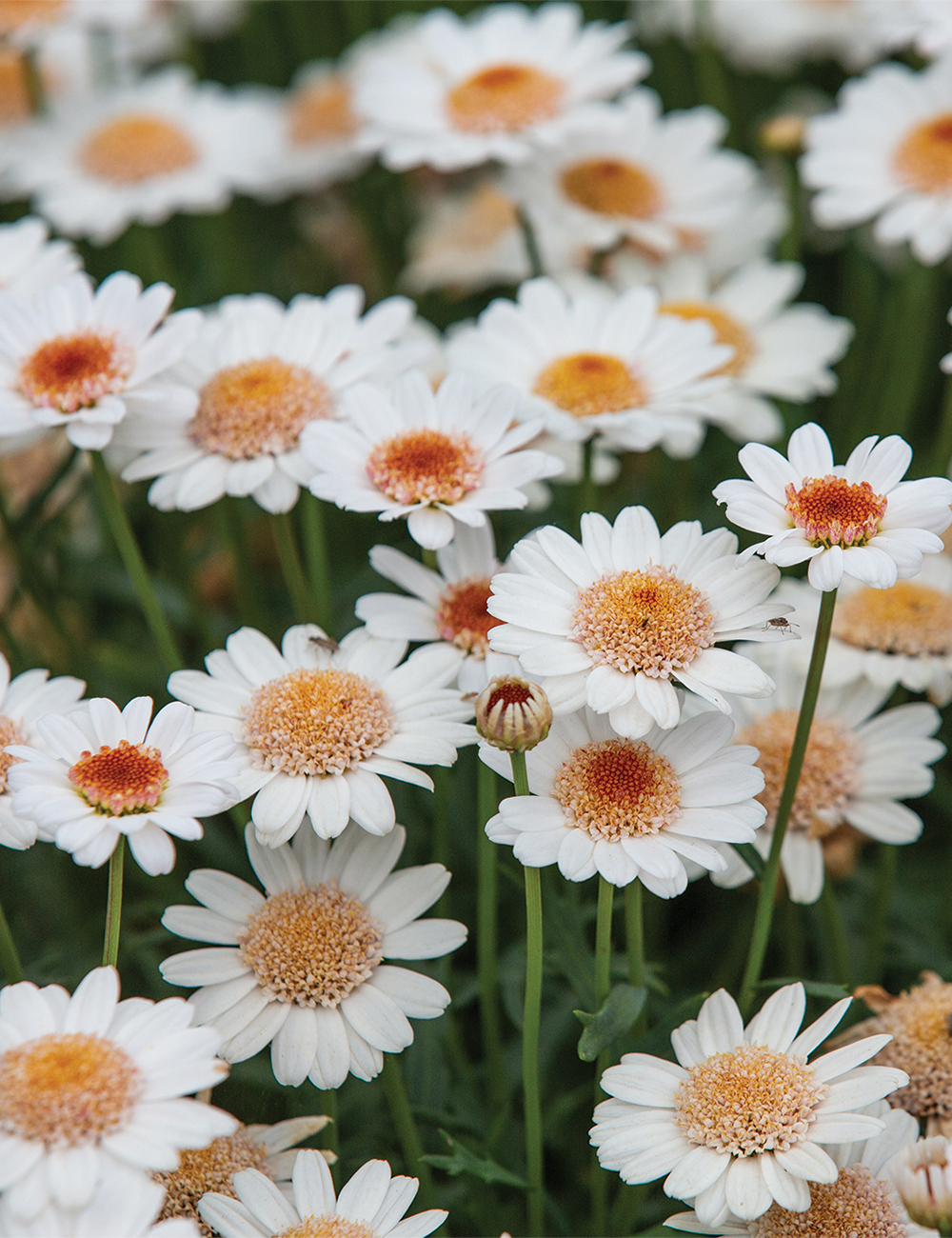 Marguerite Daisy La Rita 'Latte Macchiato'