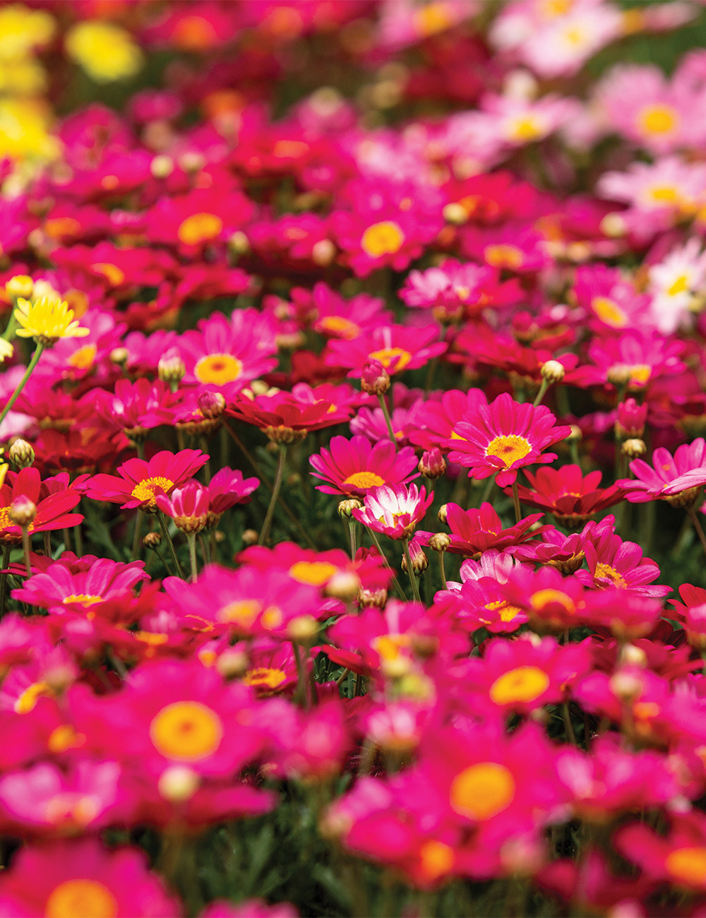 Marguerite Daisies Sassy 'Rose'