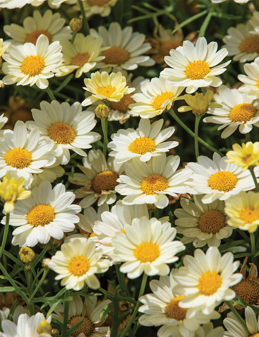 Marguerite Daisy Angelic 'Lemon Pastel'