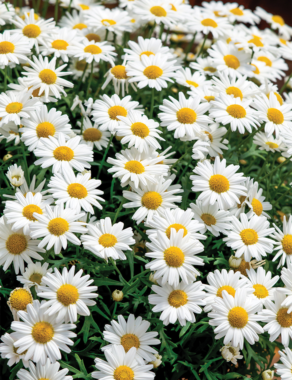 Marguerite Daisies Sassy 'Large White'