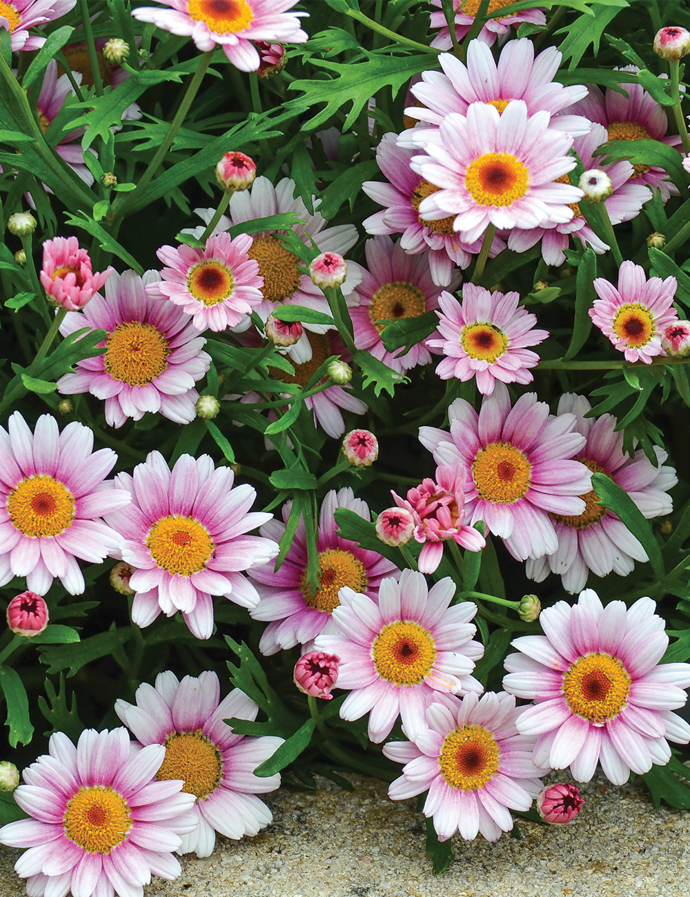 Marguerite Daisy 'Lollies Marshmallow'