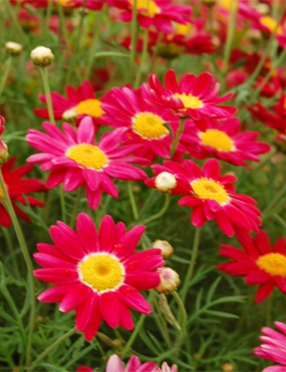 Marguerite Daisies 'LaRita Scarlet'