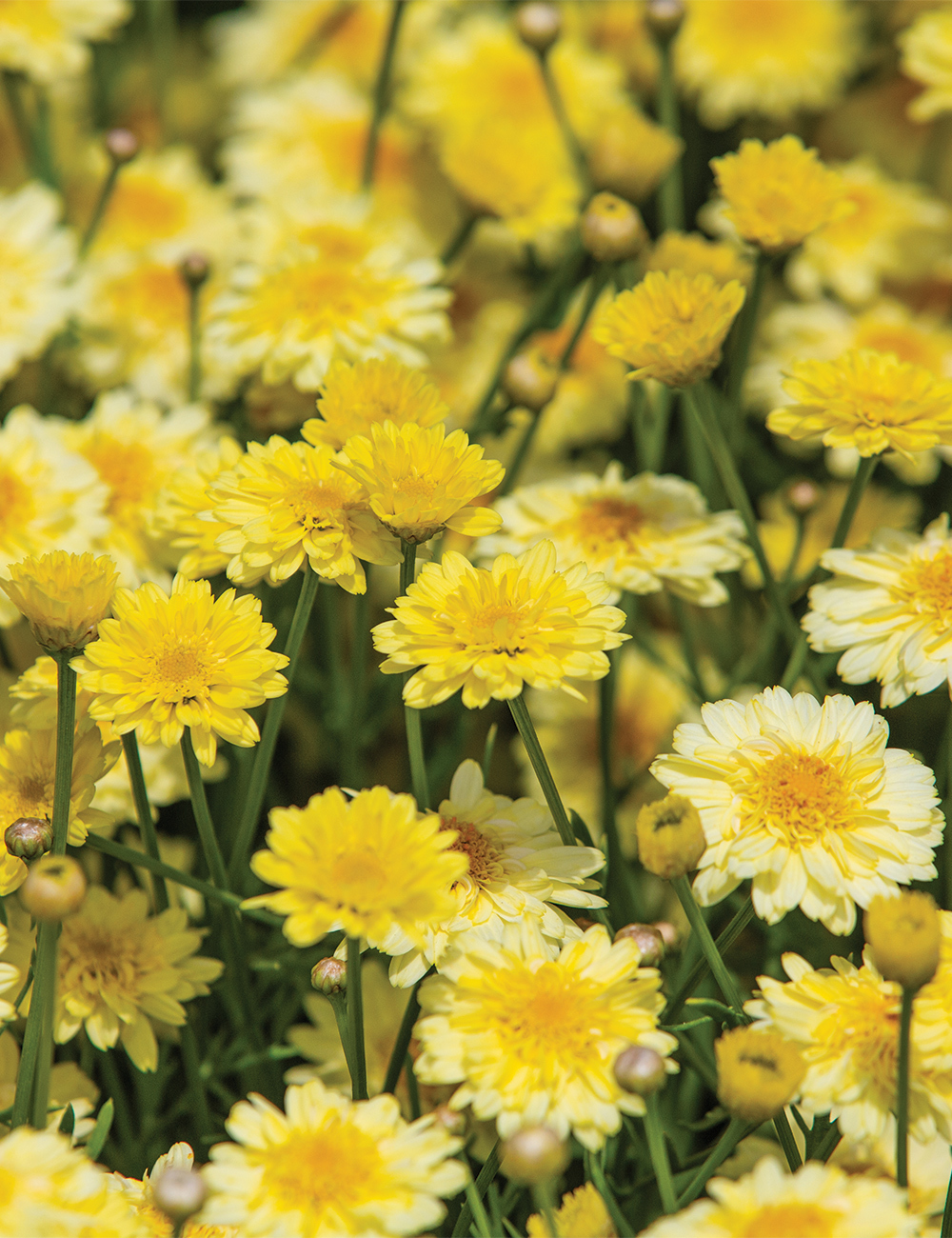 Marguerite Daisies 'Angelic 'Maize'