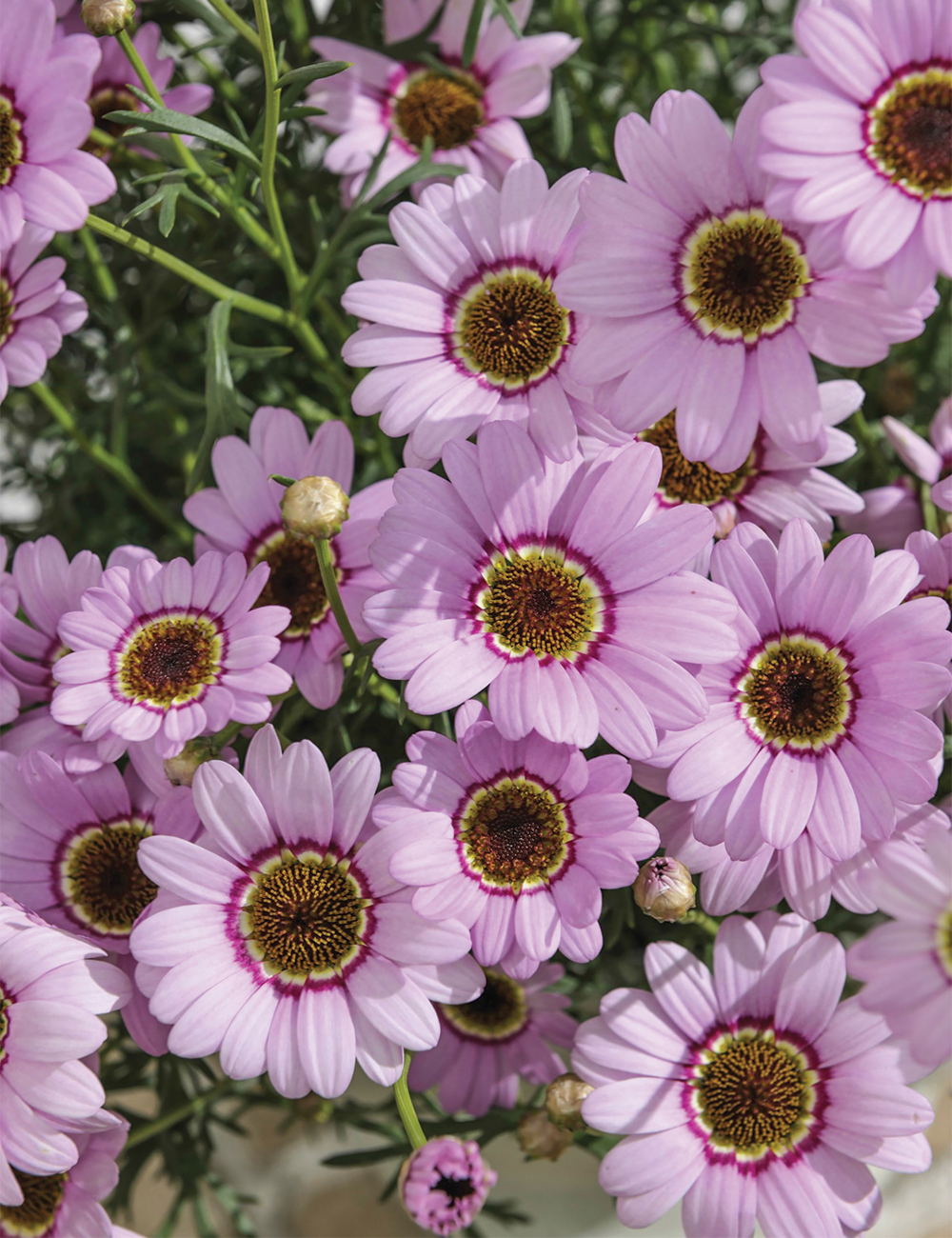 Marguerite Daisy 'Grandaisy Pink Halo'