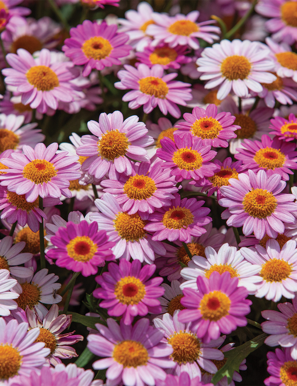 Marguerite Daisy 'Lollies Pink Pez'