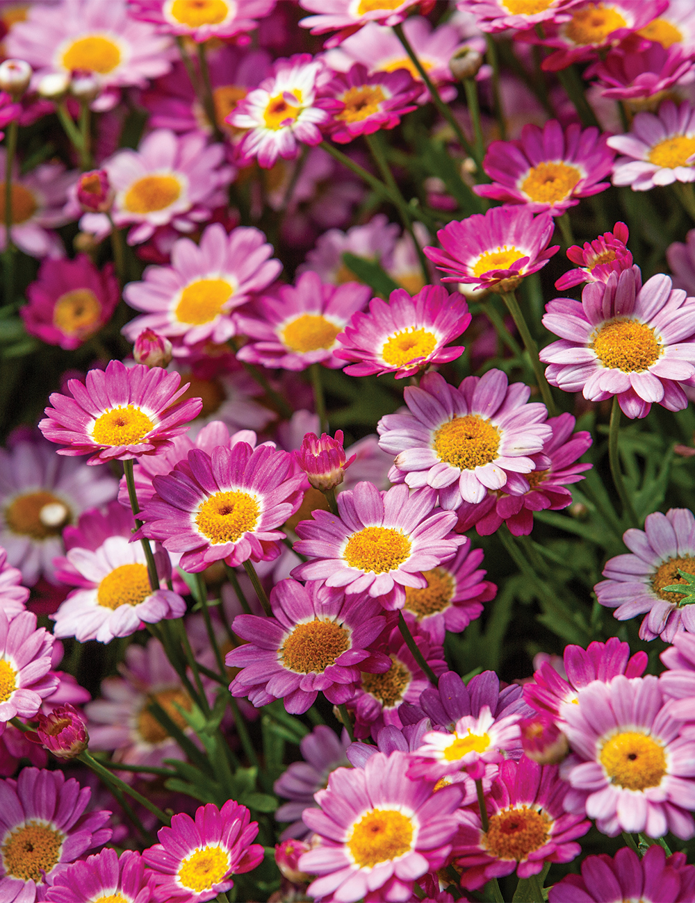 Marguerite Daisy Angelic 'Ruby'