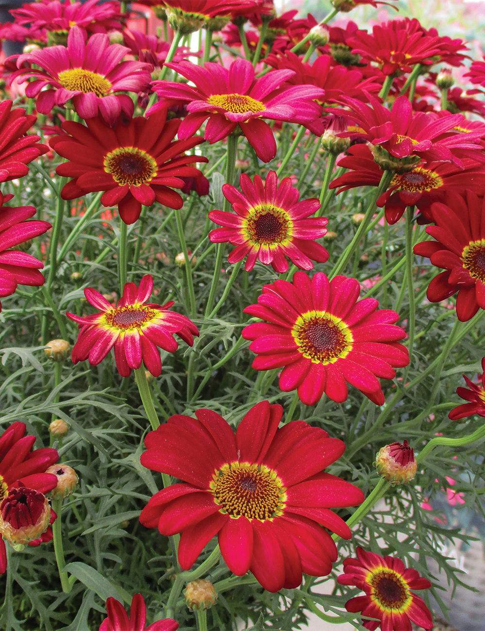 Marguerite Daisy 'Grandaisy Red Improved'
