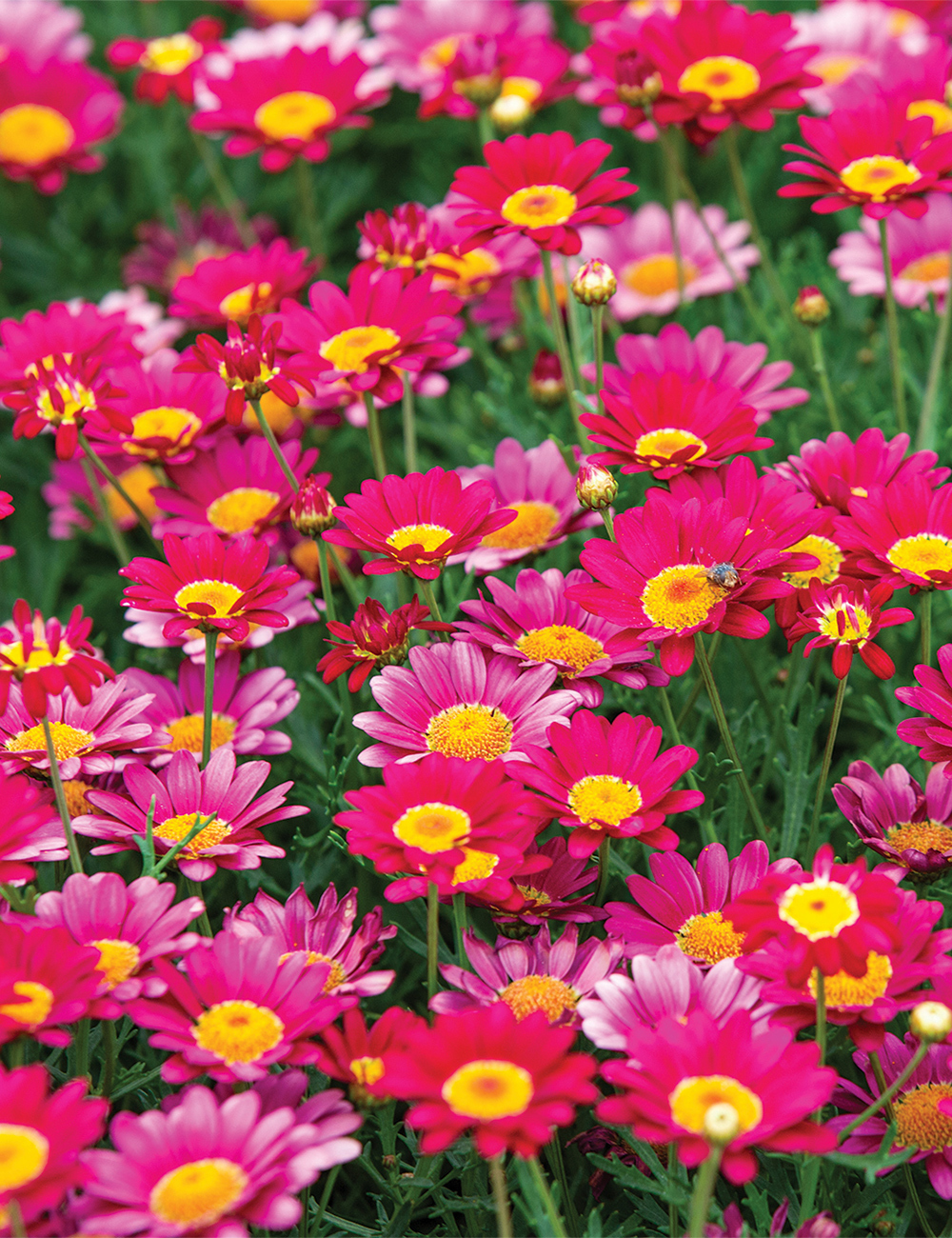 Marguerite Daisy 'Red Baron'