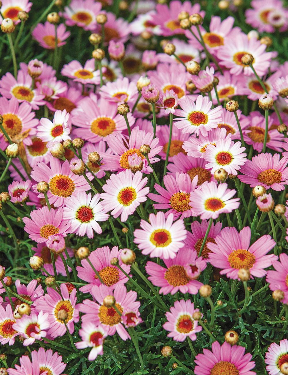 Of daisies pictures pink Types of