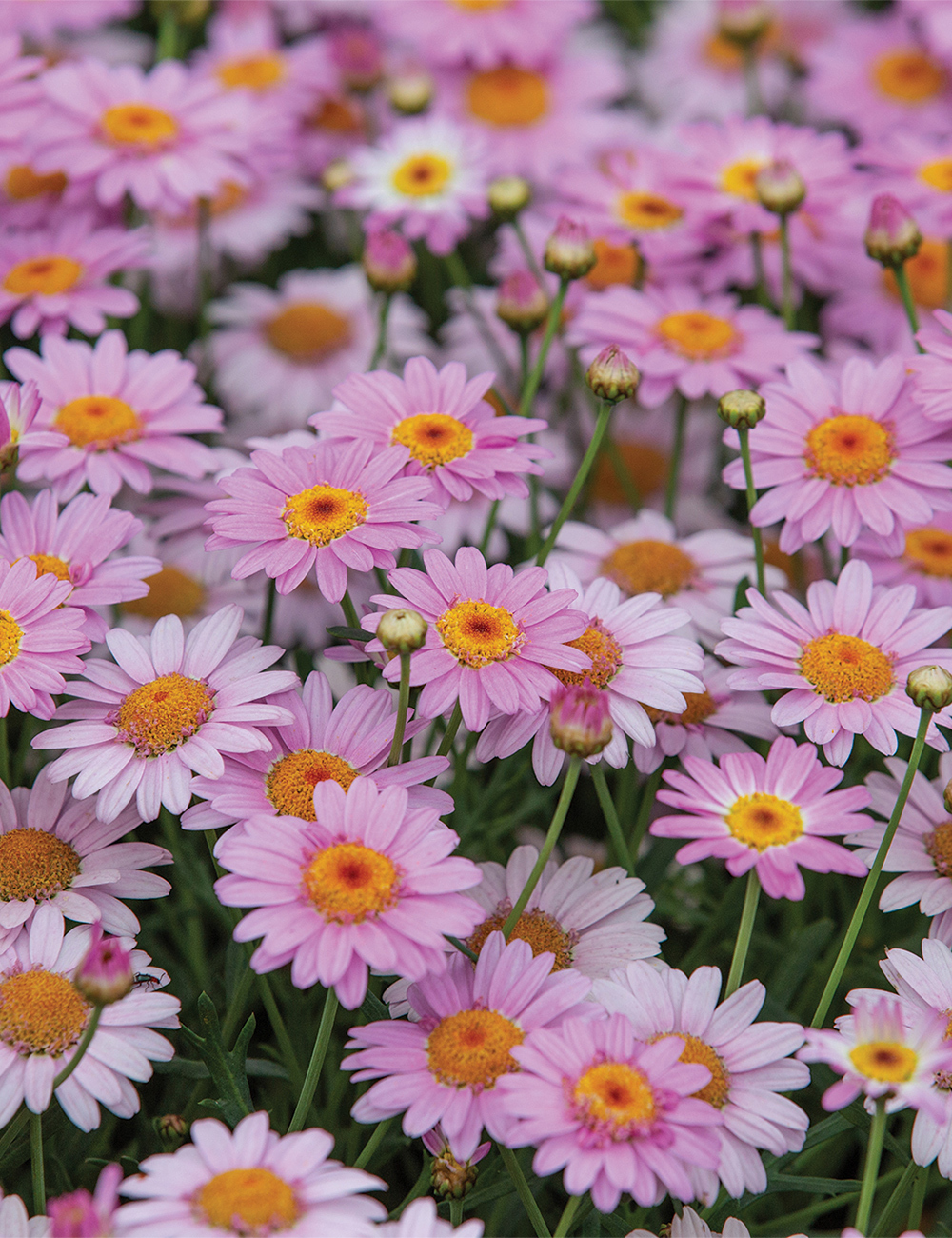 Marguerite Daisy LaRita 'Rose'