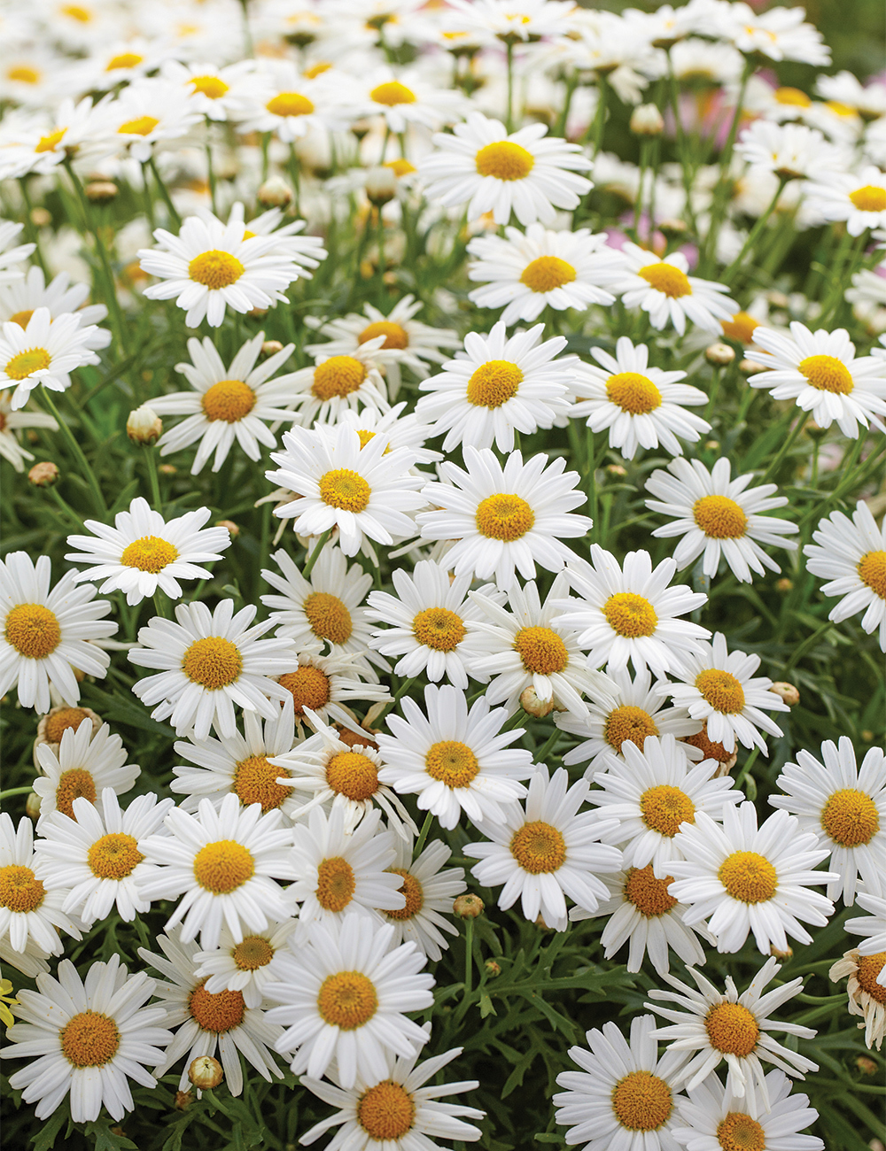 Marguerite Daisies Sassy White'