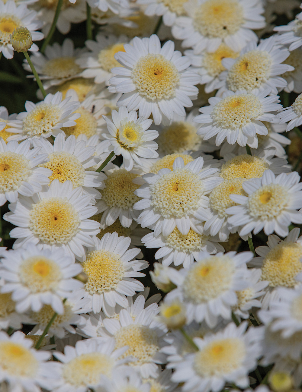 Marguerite Daisy Angelic 'Snow'