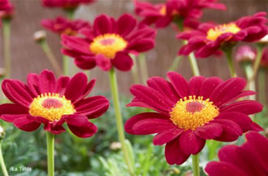 Marguerite Daisy Starlight Red