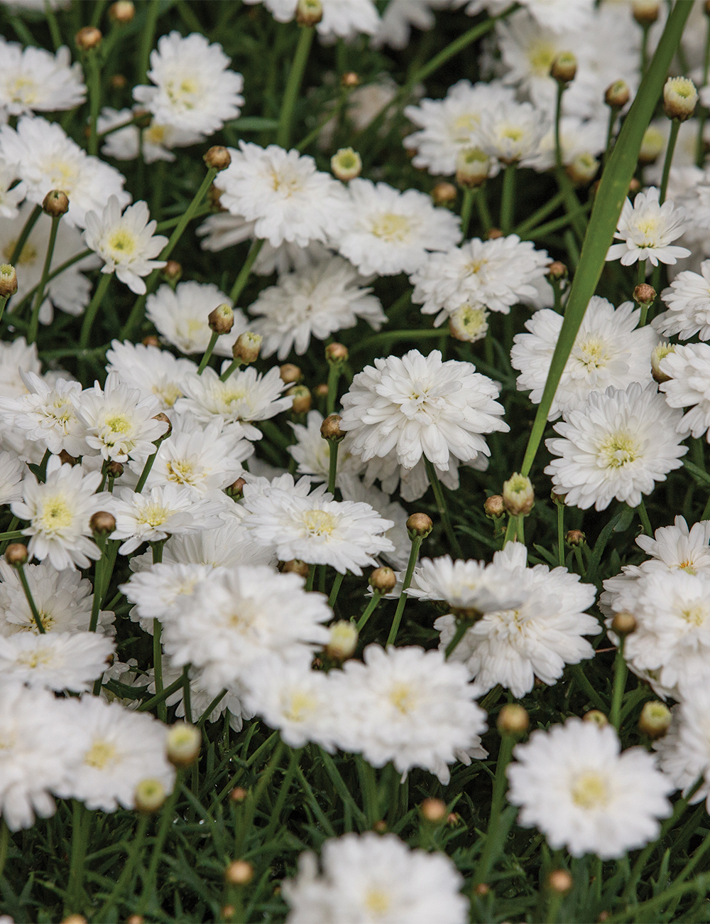 Marguerite Daisy Sassy Double White