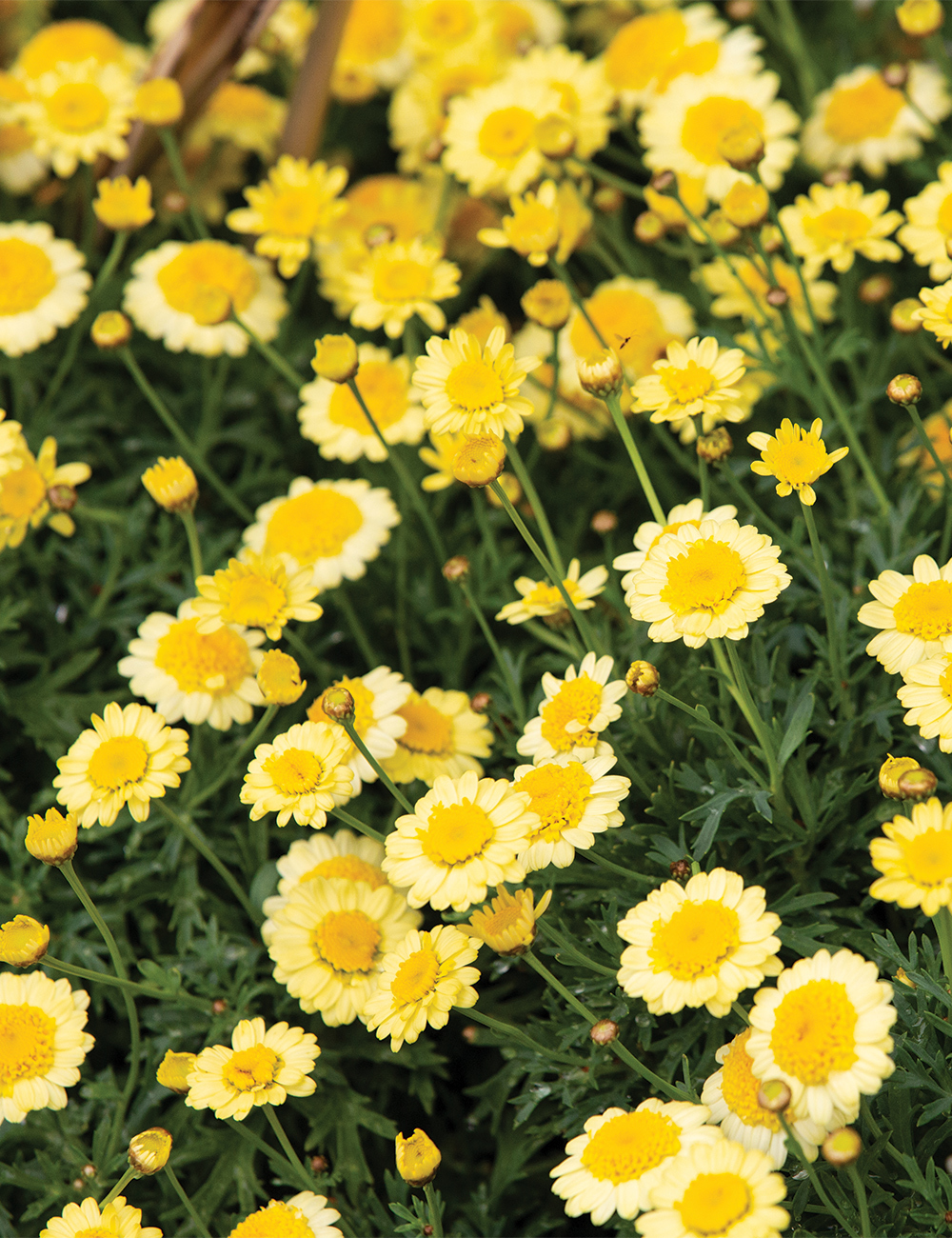 Marguerite Daisy Sassy Double Yellow - Tesselaar