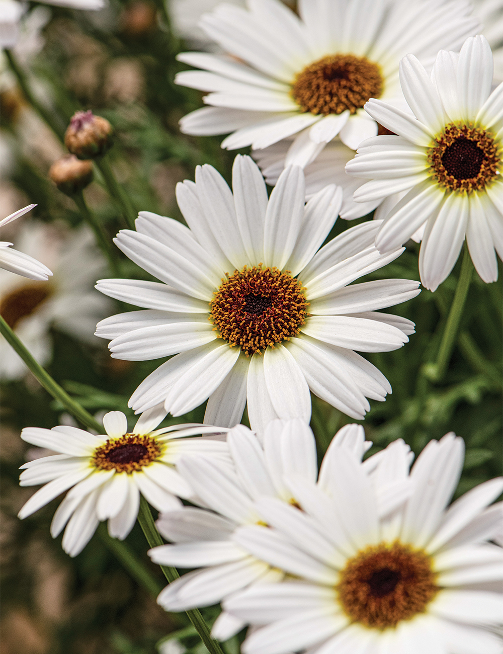 Marguerite Daisy 'Grandaisy White Improved'