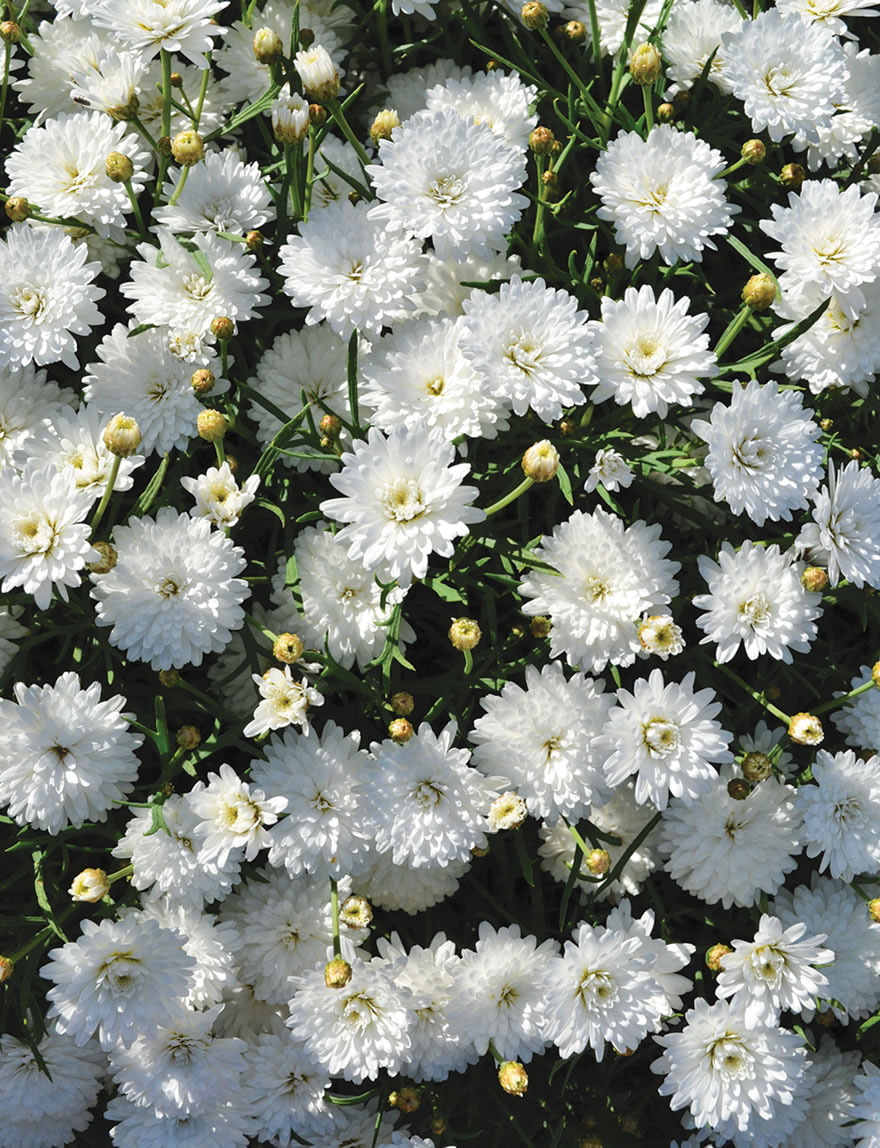 Marguerite Daisies White Swan