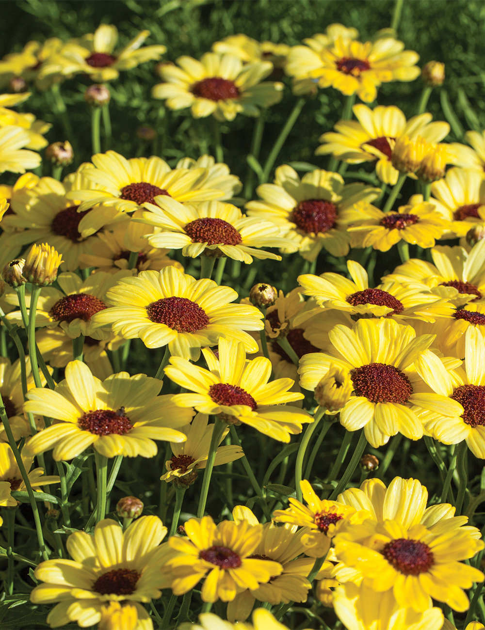 Marguerite Daisy 'Grandaisy Yellow'