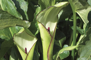 Arum Streambank