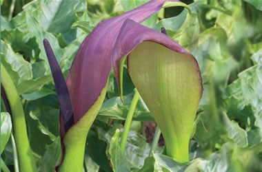Oriental Arum