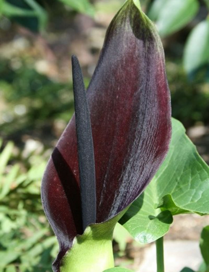 Black Arum