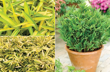 Dwarf Bamboo Collection