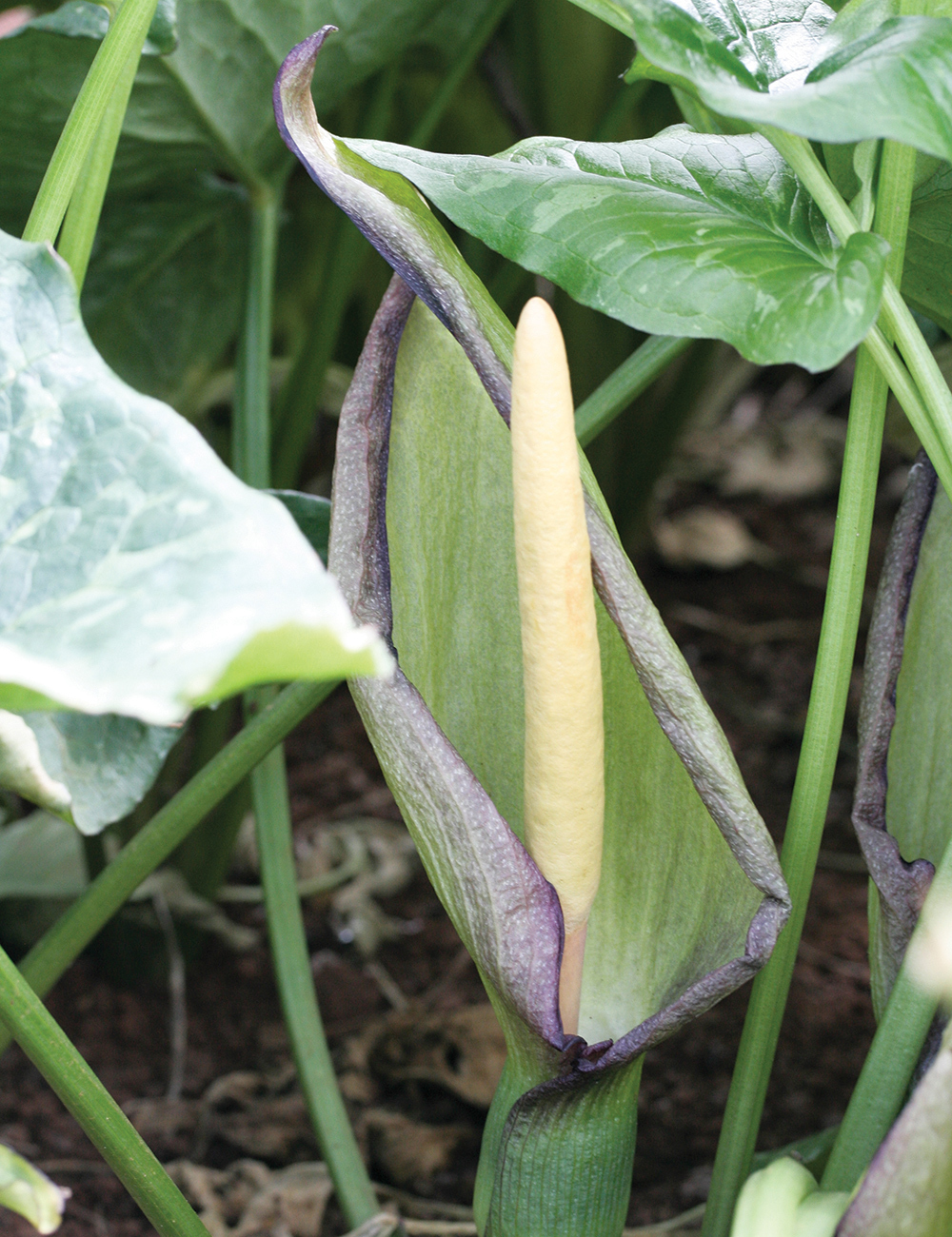 Arum Lords and Ladies