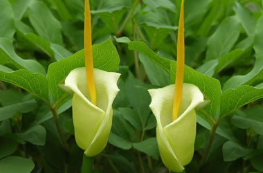 (30A) Cretan Arum