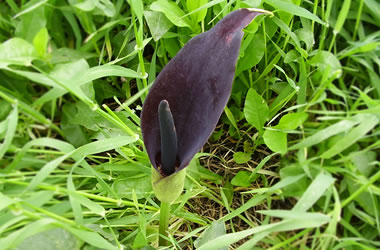 (30A) Purple Arum