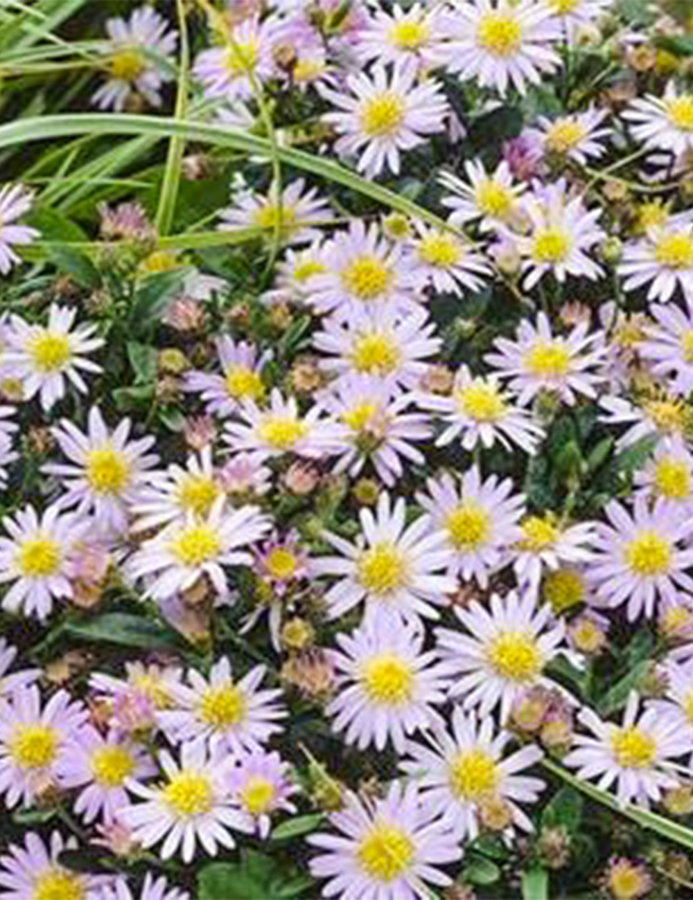 Japanese Aster