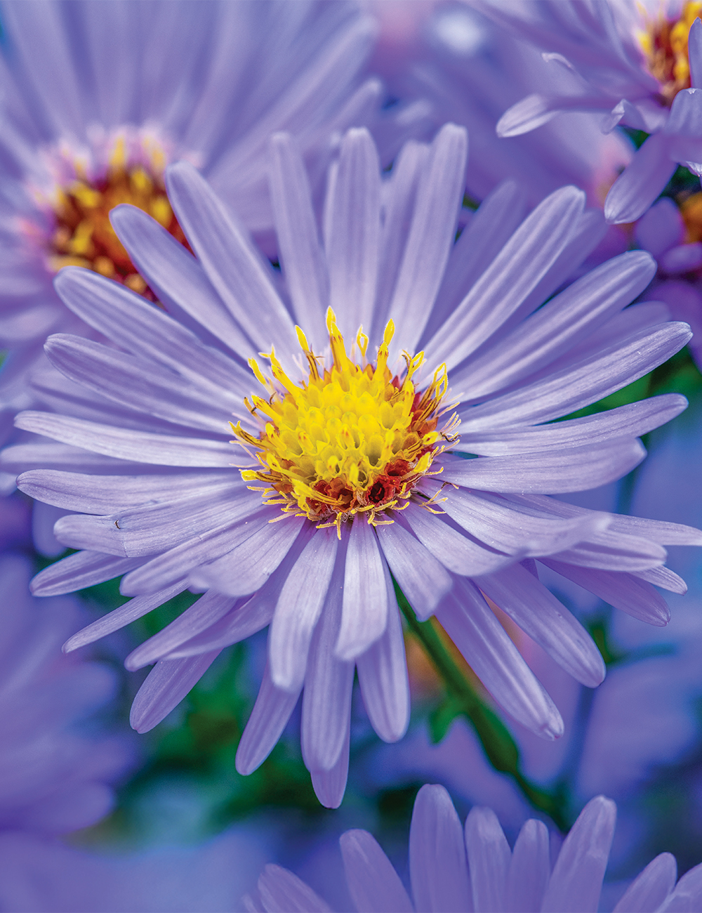 Aster 'Eventide'