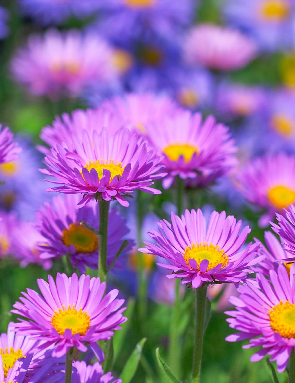 Aster 'Fair Lady'