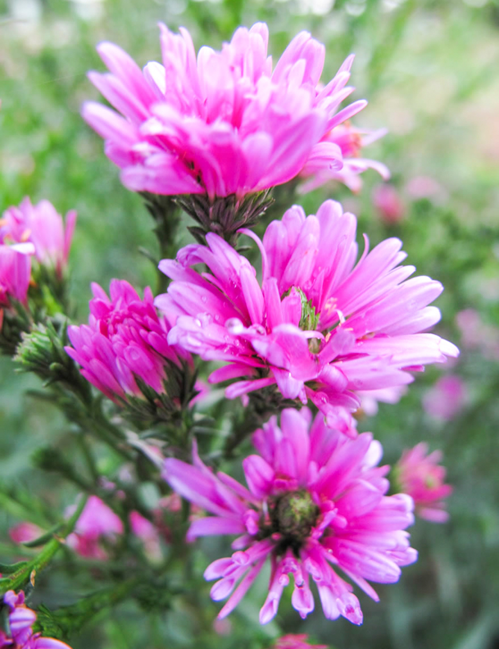 Aster Ruby Buttons