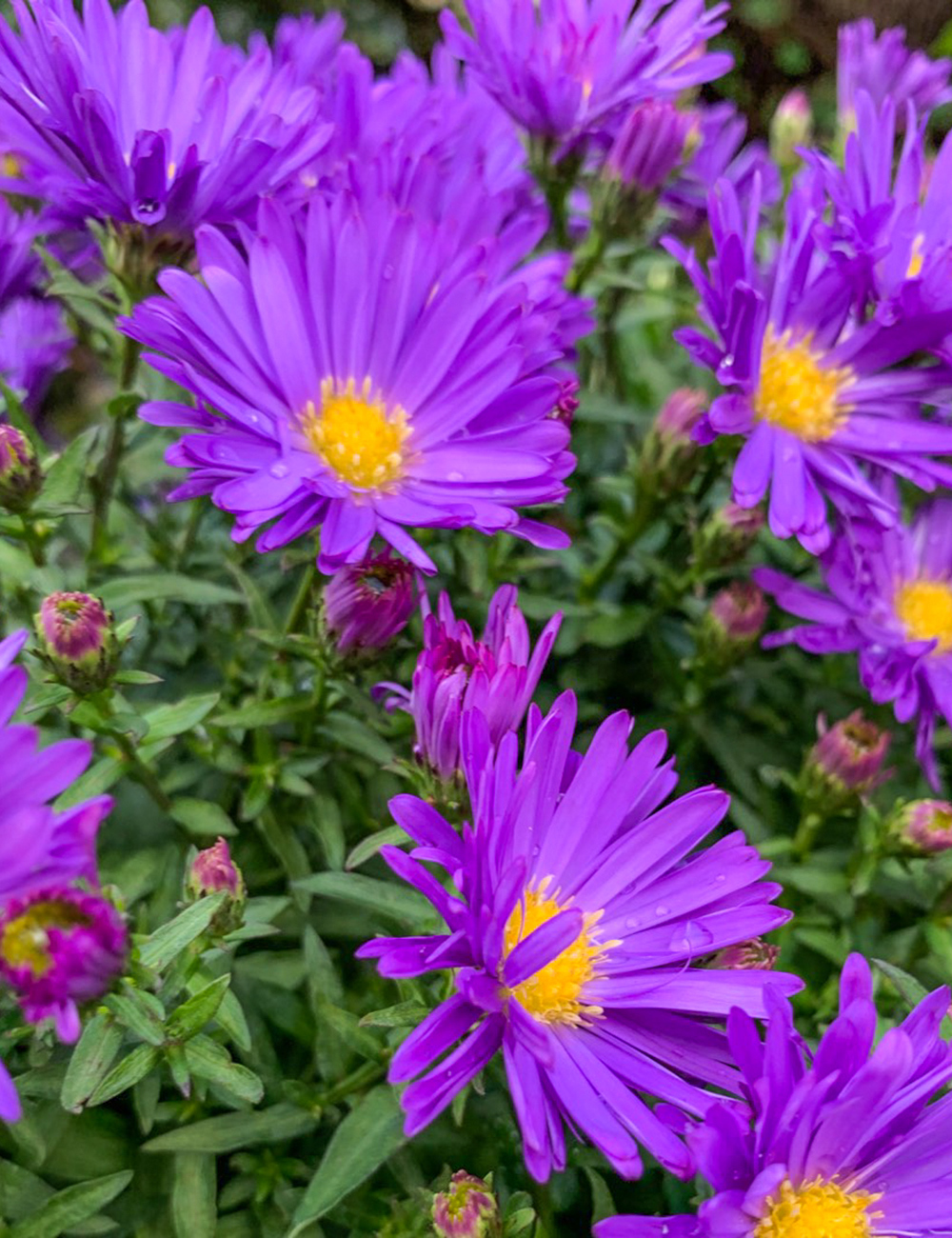 Aster 'Samoa'