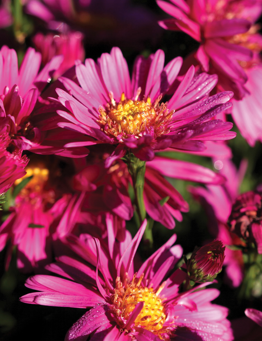 Aster 'Winston S. Churchill'