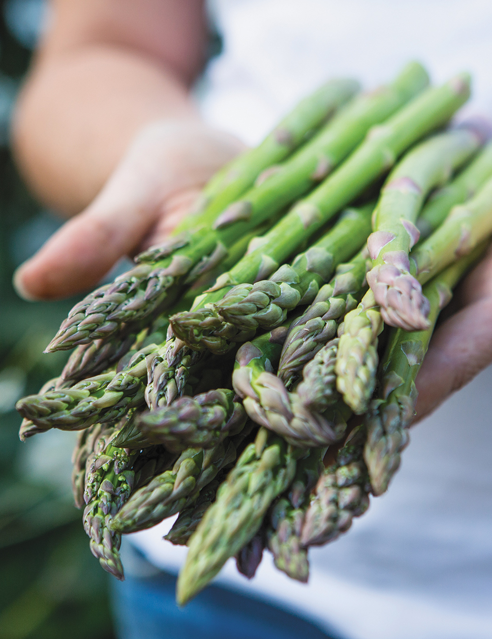 Asparagus 'Mary Washington'