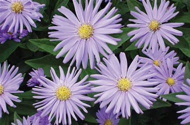 Easter Daisy Dove Blue