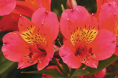 Peruvian Lilies Rosita