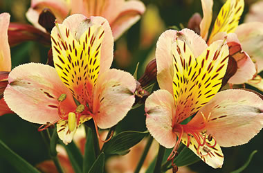 Peruvian Lily Mona Lisa
